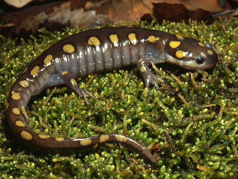 Spotted salamander adult. Spotted salamander adult. Credit: Jack Ray